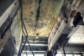 Best Commercial Mold Inspection  in Smithfield, VA